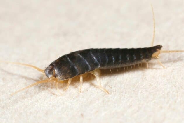 Schwarze Würmer in der Dusche: schnelle Hilfe - Gartendialog.de