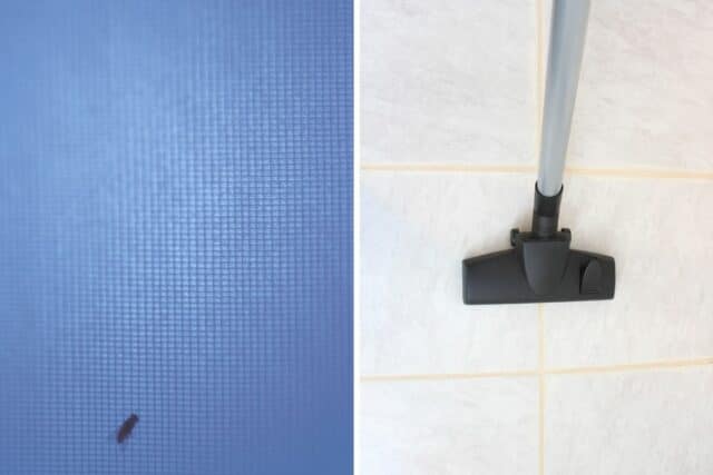 Schwarze Würmer in der Dusche: schnelle Hilfe - Gartendialog.de