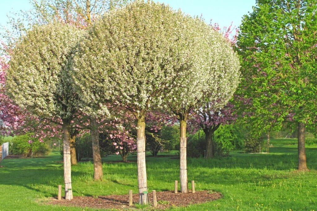 Kleine Bäume - Steppenkirsche 'Globosa'