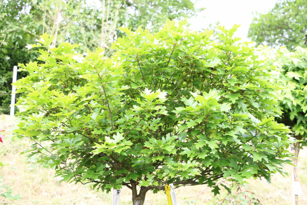 Sumpf-Eiche - Quercus palustris 'Green Dwarf'