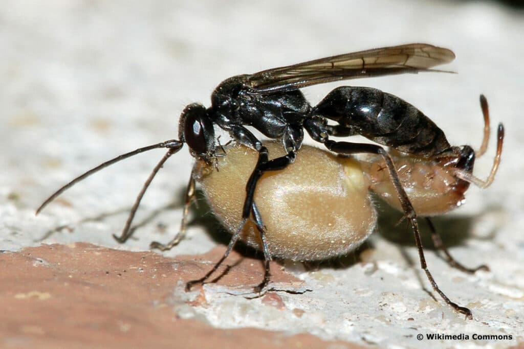 Tönnchenwegwespe - Auplopus carbonarius