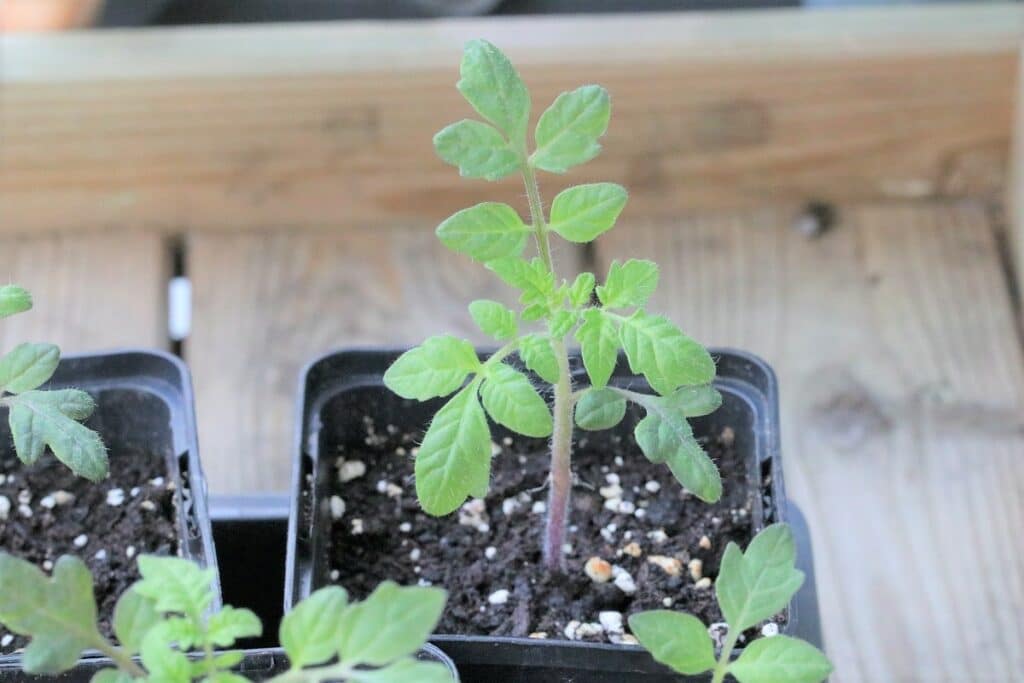 Junge Tomatenpflanze