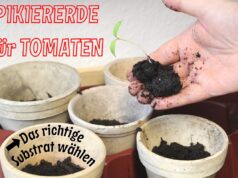 In welche Erde Tomaten pikieren