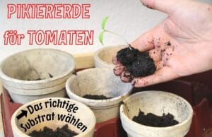 In welche Erde Tomaten pikieren