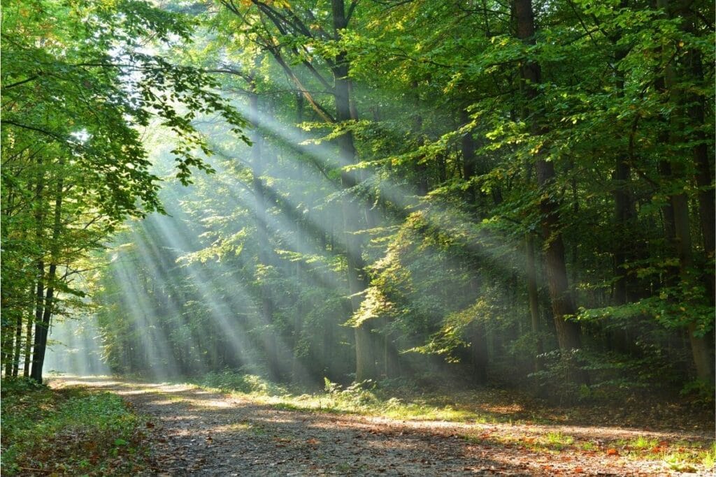 Sonnenlicht fällt in Wald ein