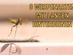 Wespen mit langen Hinterbeinen - Polistes dominula