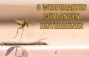 Wespen mit langen Hinterbeinen - Polistes dominula