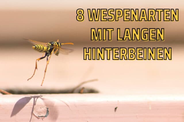 Wespen mit langen Hinterbeinen - Polistes dominula