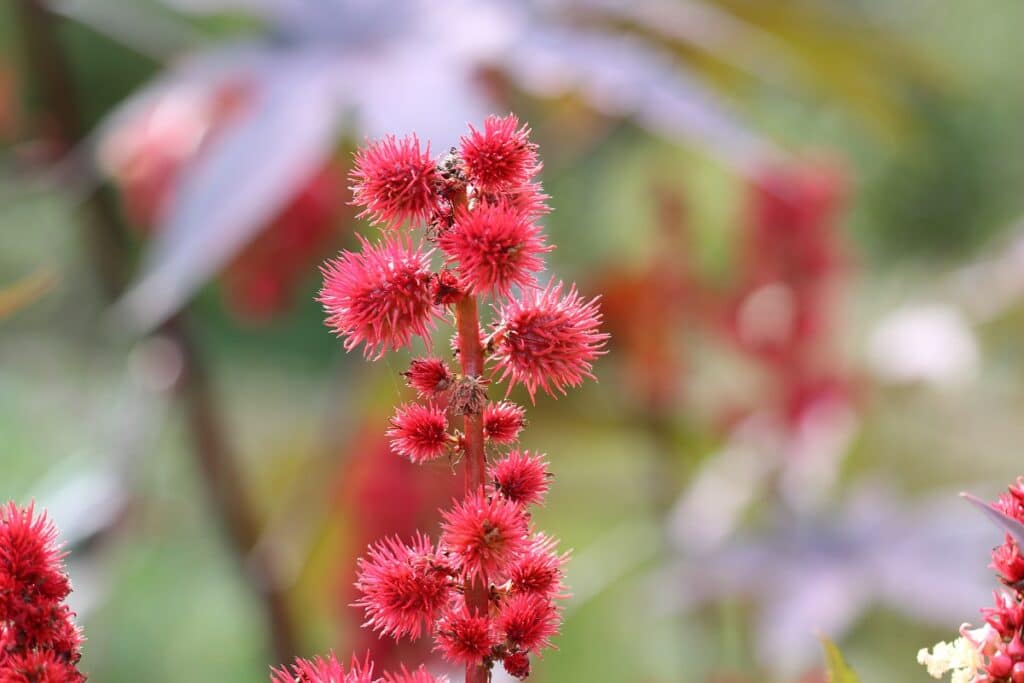 Wunderbaum - Ricinus communis