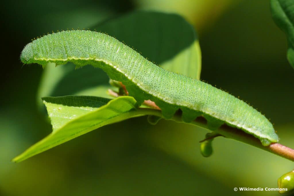 Zitronenfalter - Gonepteryx rhamni