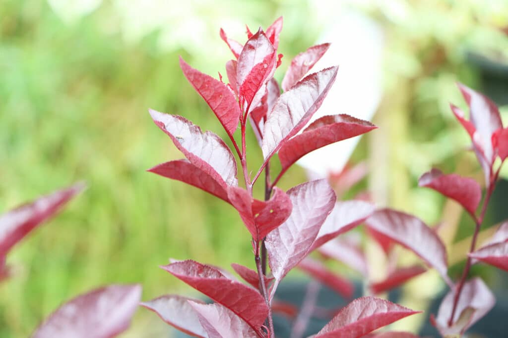 Zwerg-Blutpflaume - Prunus cistena