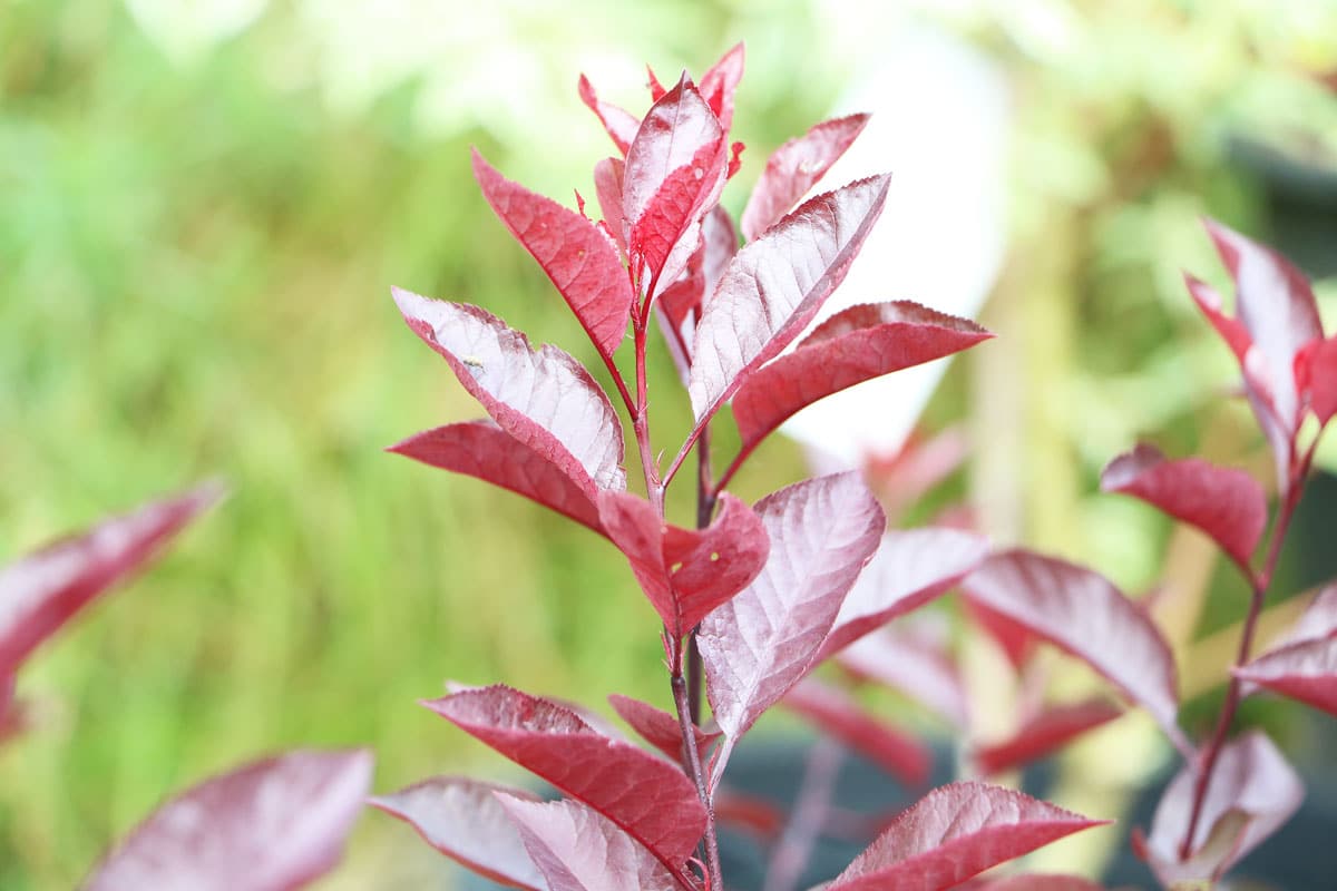 Kleine Bäume bis 3m Höhe 38 Gartenbäume Gartendialog.de