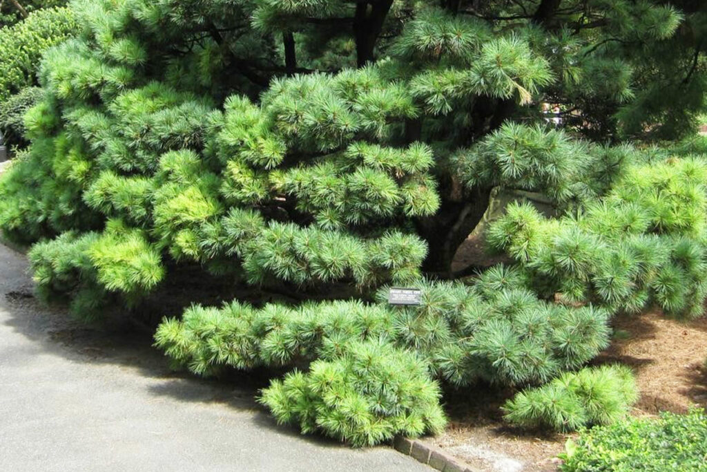 Zwerg-Kiefer - Pinus strobus 'Radiata'