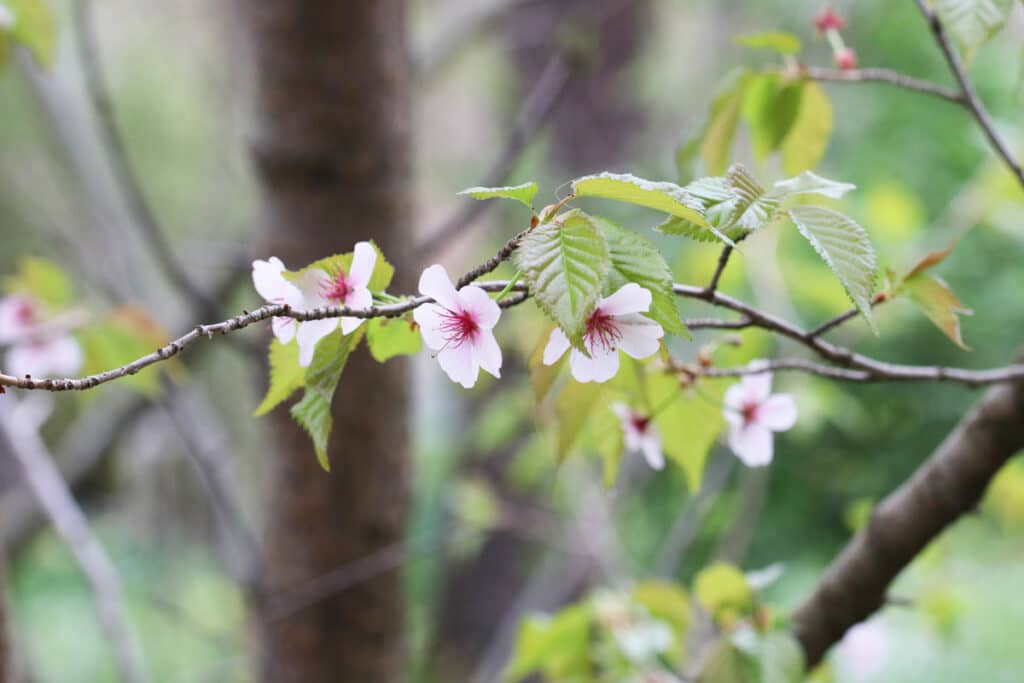 Zwergkirsche 'Brilliant' - Prunus kurilensis