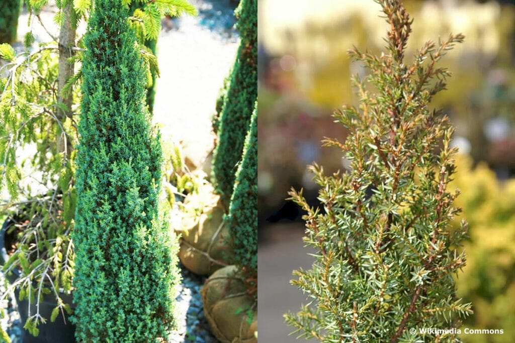 Zwergsäulen-Wacholder - Juniperus communis 'Compressa'
