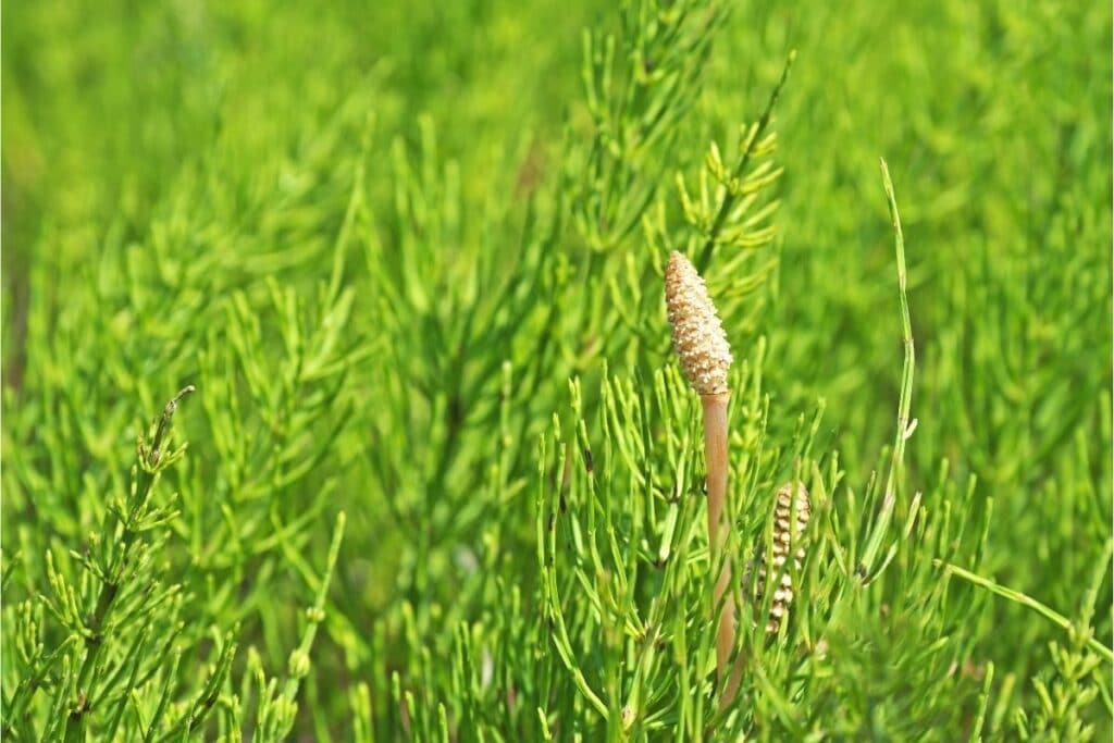 Ackerschachtelhalm (Equisetum arvense)