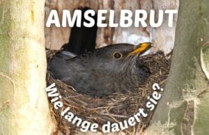 Brutdauer von Amseln - Amsel brütet