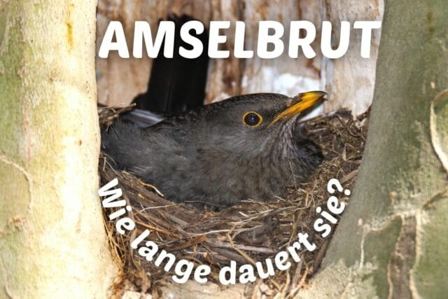 Brutdauer von Amseln - Amsel brütet