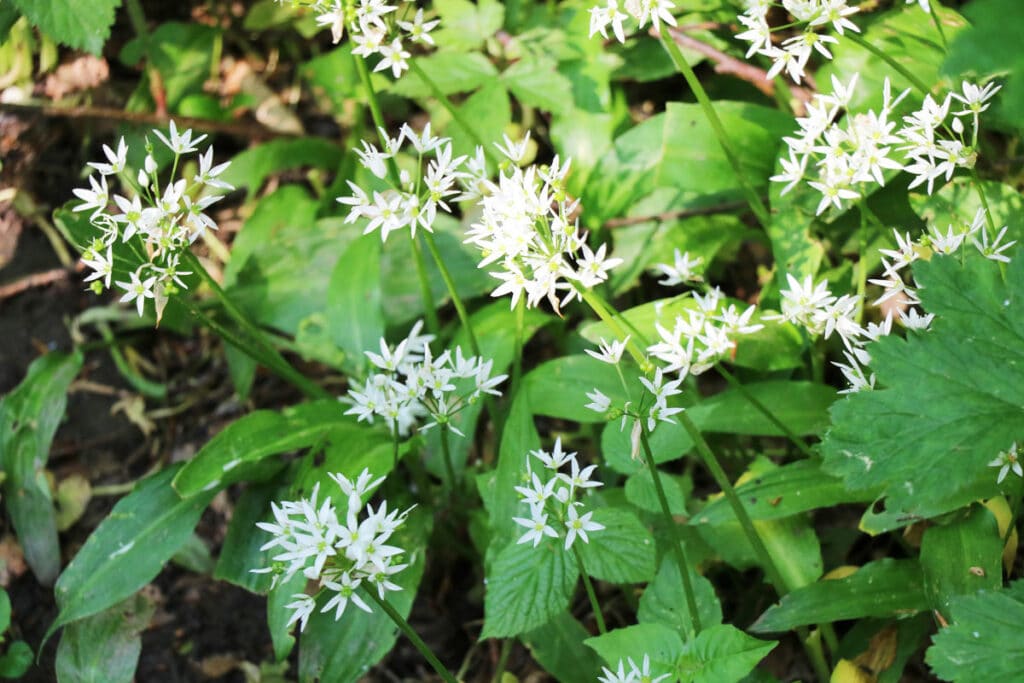 Essbare Wildkräuter - Bärlauch (Allium ursinum)