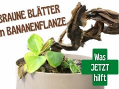 Bananenpflanze bekommt braune Blätter