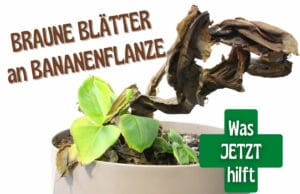 Bananenpflanze bekommt braune Blätter