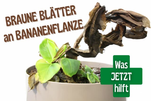 Bananenpflanze bekommt braune Blätter