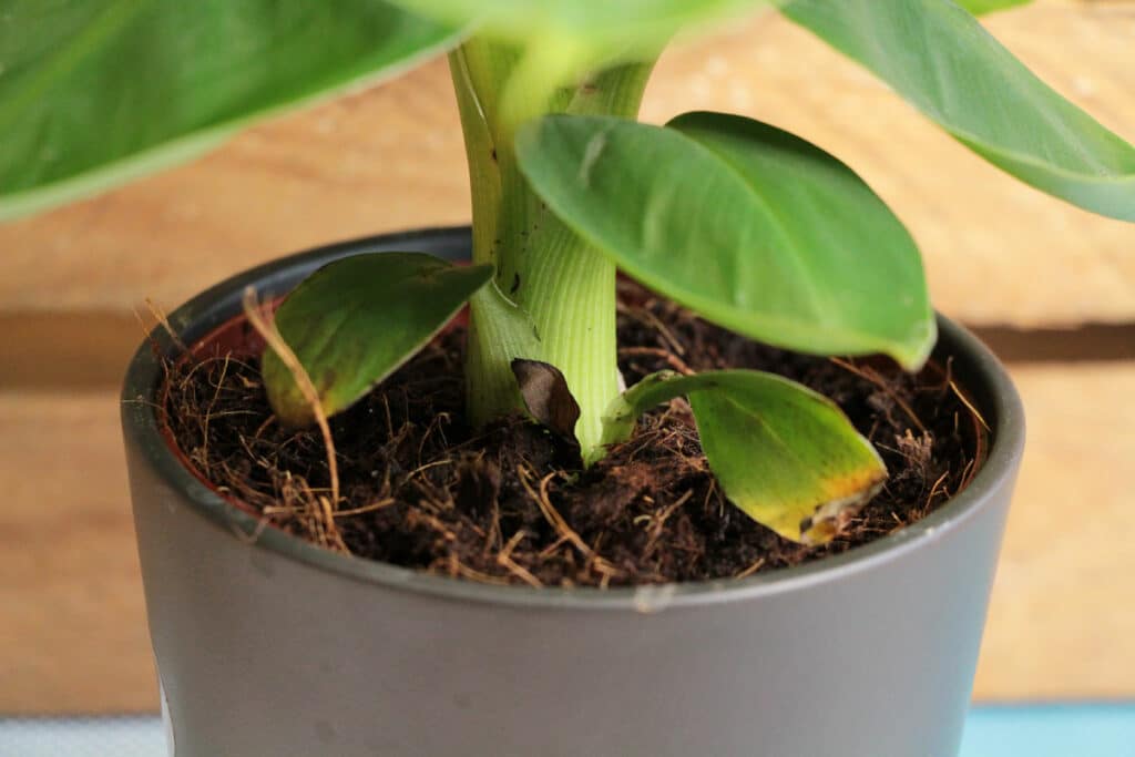 Bananenpflanze braune Blätter - Substrat