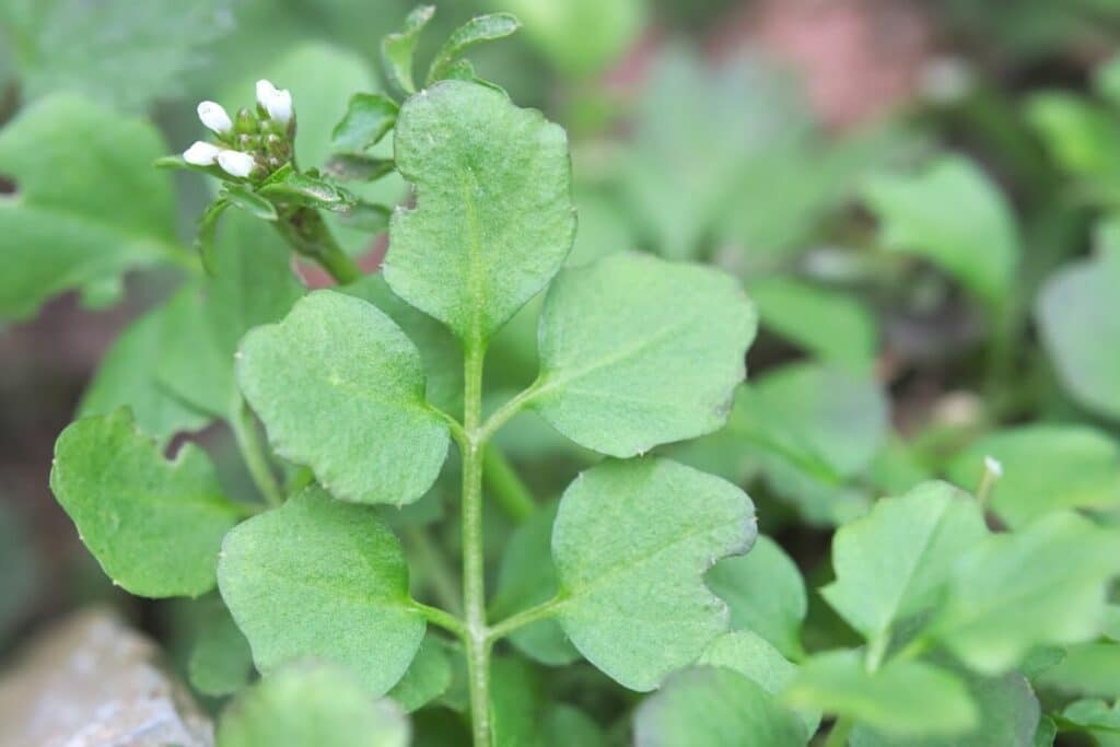 Behaartes Schaumkraut (Cardamine hirsuta)