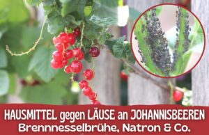 Blattläuse an Johannisbeeren bekämpfen