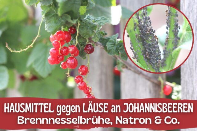 Blattläuse an Johannisbeeren bekämpfen