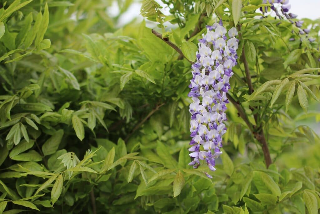 Blauregen (Wisteria)