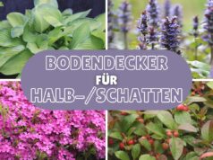 Bodendecker für Schatten und Halbschatten