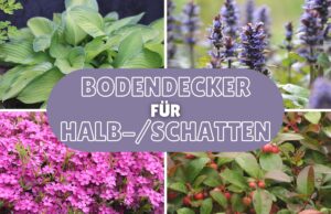 Bodendecker für Schatten und Halbschatten