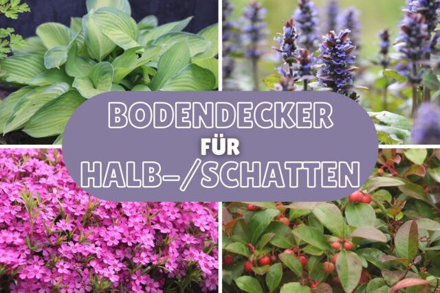 Bodendecker für Schatten und Halbschatten