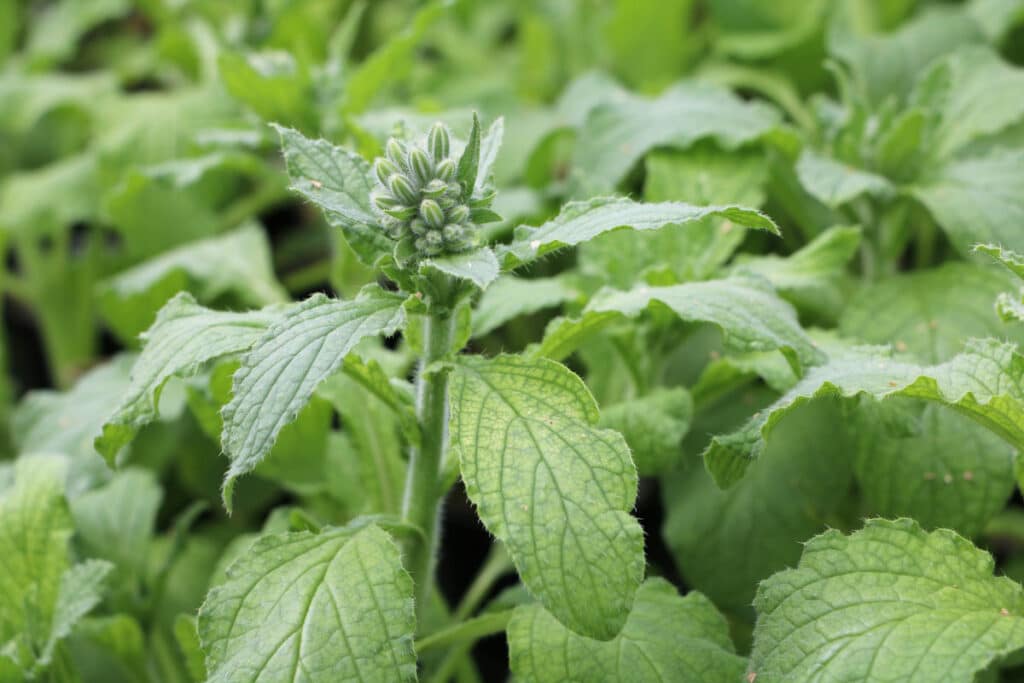 Essbare Wildkräuter - Borretsch (Borago officinalis)