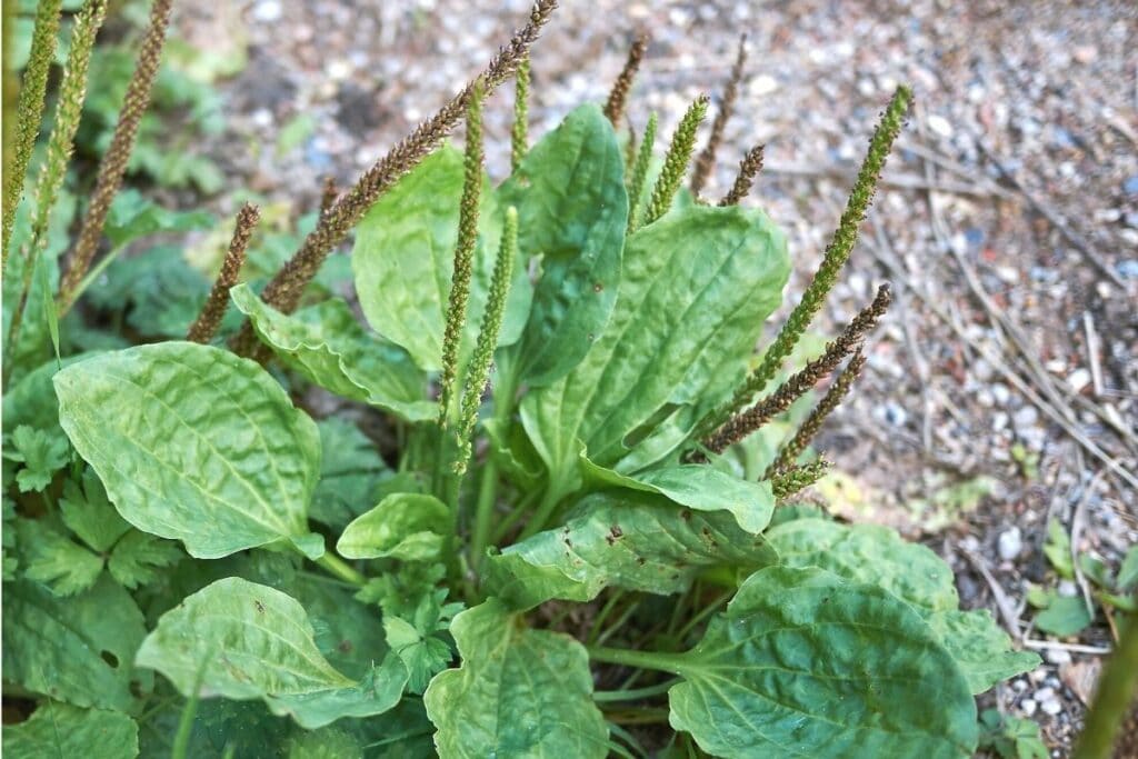 Breitwegerich (Plantago major)