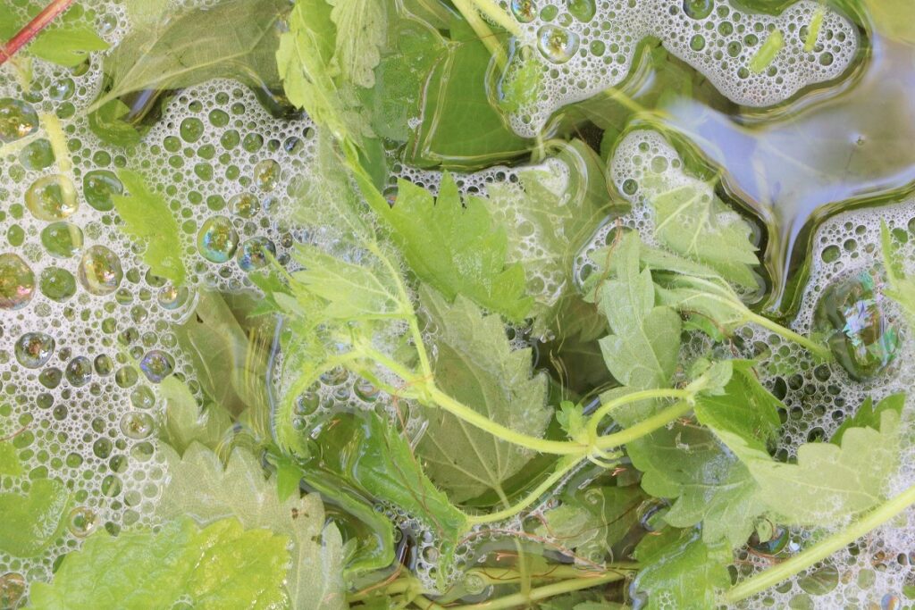 Läuse an Gurkenpflanzen bekämpfen - Brennnesseljauche ansetzen