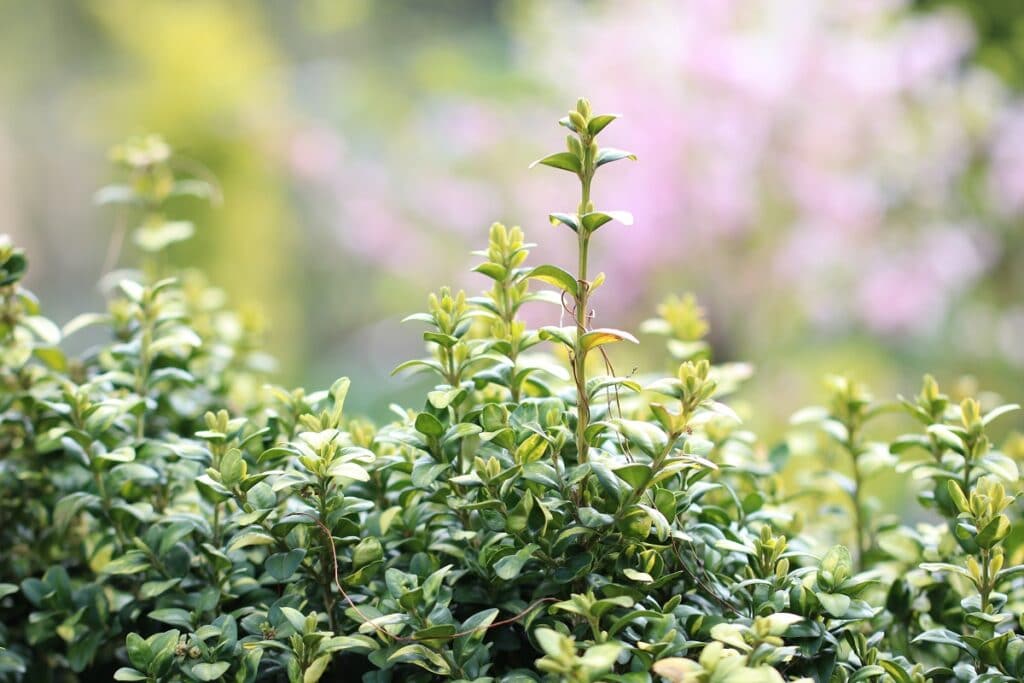 Buchsbaum (Buxus sempervirens)