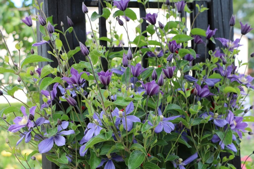 Pflanzen als Sichtschutz - Clematis texensis