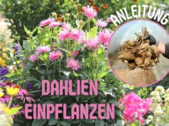 Dahlien einpflanzen