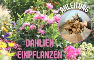 Dahlien einpflanzen