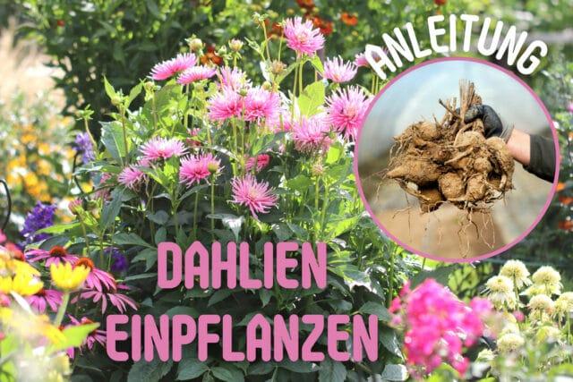 Dahlien einpflanzen