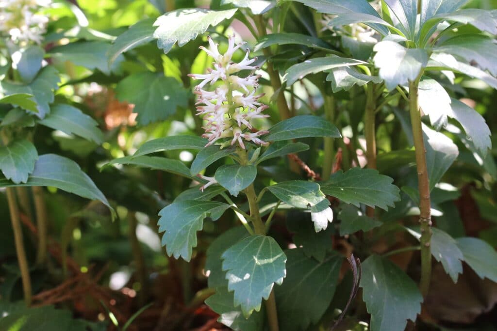 Bodendecker für Schatten und Halbschatten - Dickmännchen (Pachysandra terminalis)