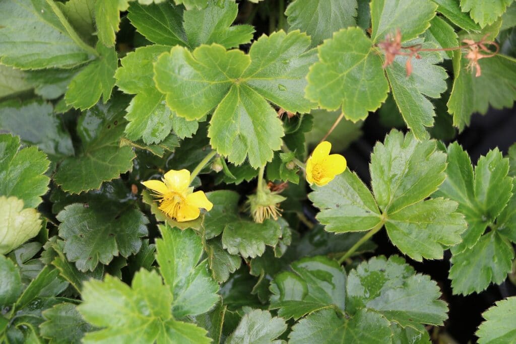 Dreiblättrige Waldsteinie (Waldsteinia ternata)