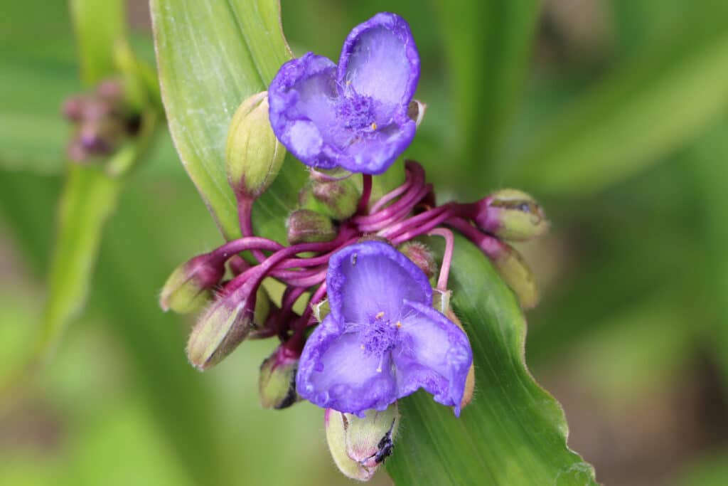 Dreimasterblume (Tradescantia)