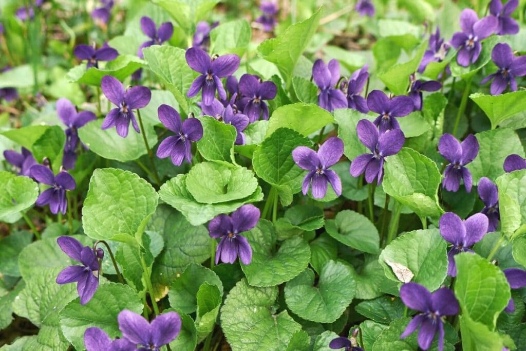 Duftveilchen (Viola odorata)