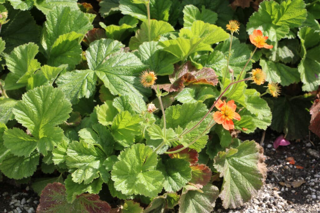 Essbare Wildkräuter - Echte Nelkenwurz (Geum urbanum)