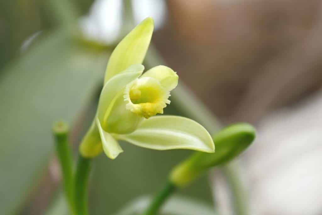 Echte Vanille (Vanilla planifolia)