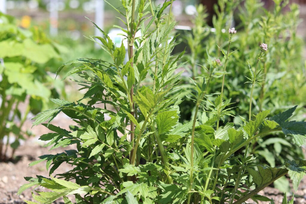 Essbare Wildkräuter - Echter Baldrian (Valeriana officinalis)