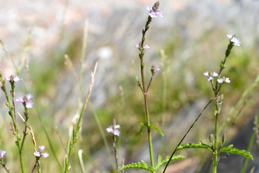 Echtes Eisenkraut (Verbena officinalis)